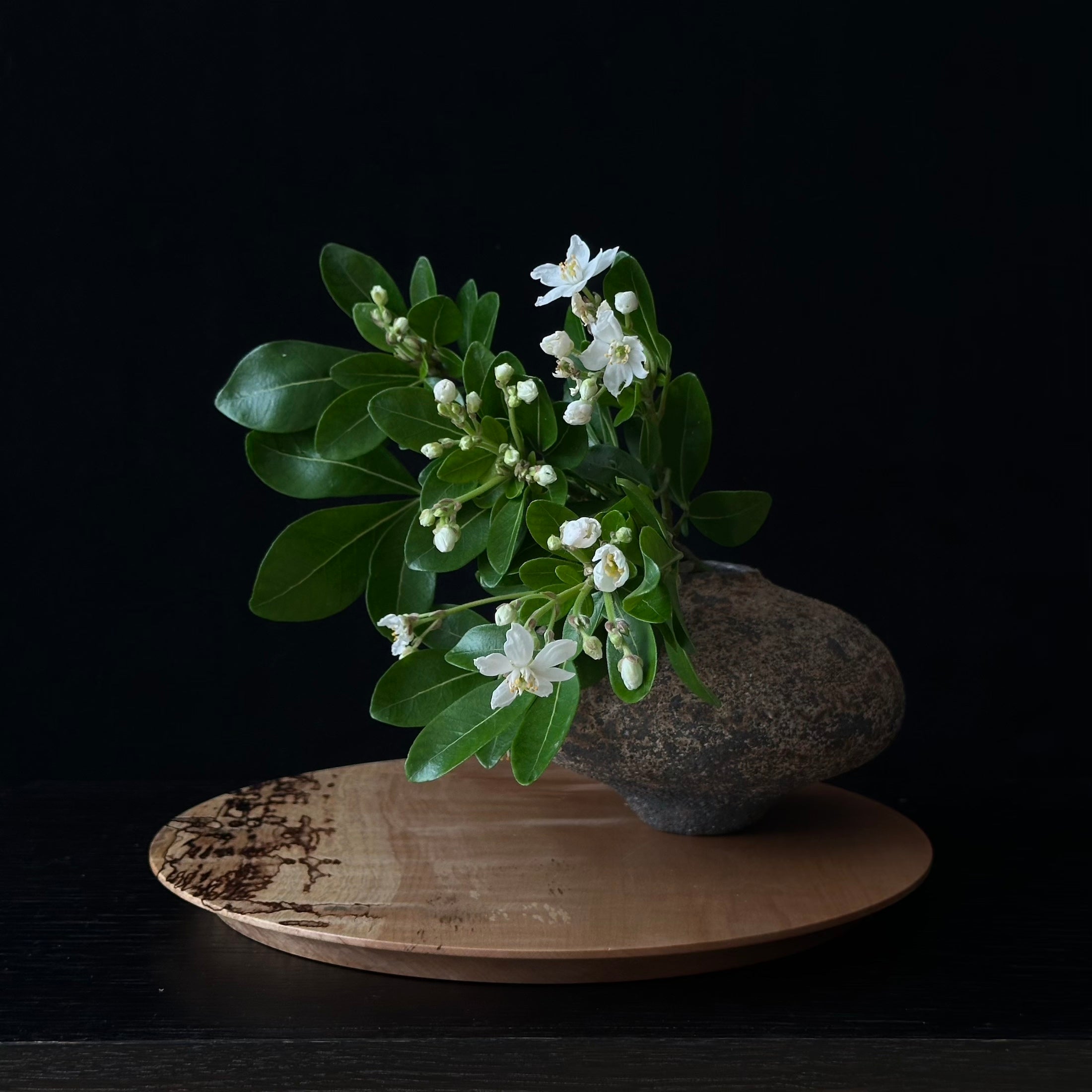 Plateau en kaede (érable japonais spalté) de Masahito Ikeda