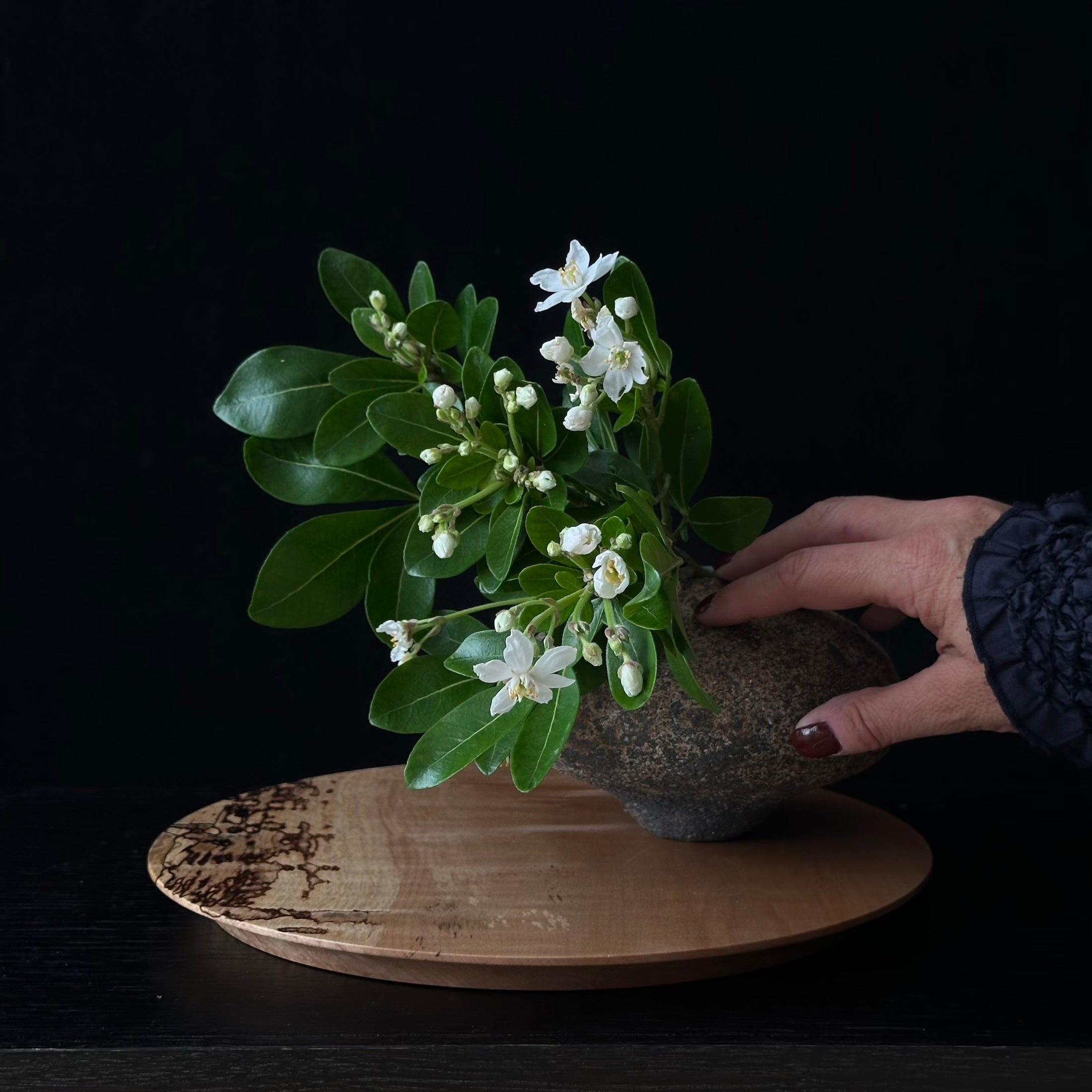 Plateau en kaede (érable japonais spalté) de Masahito Ikeda