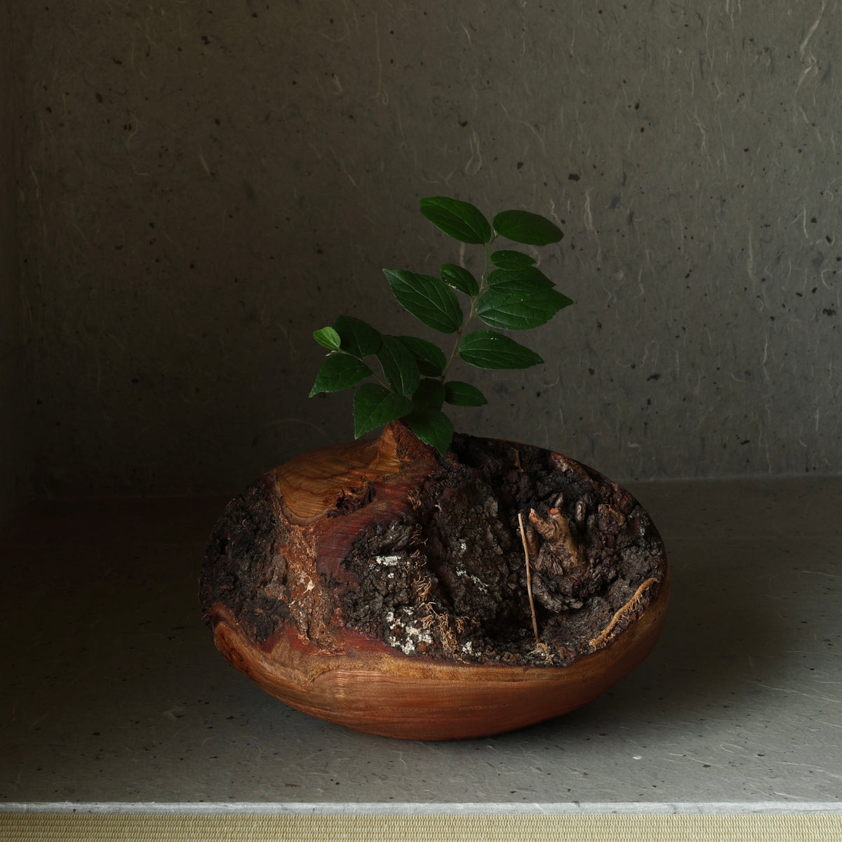 Sakura (Japanese cherry wood) sculptural vase by Masahito Ikeda