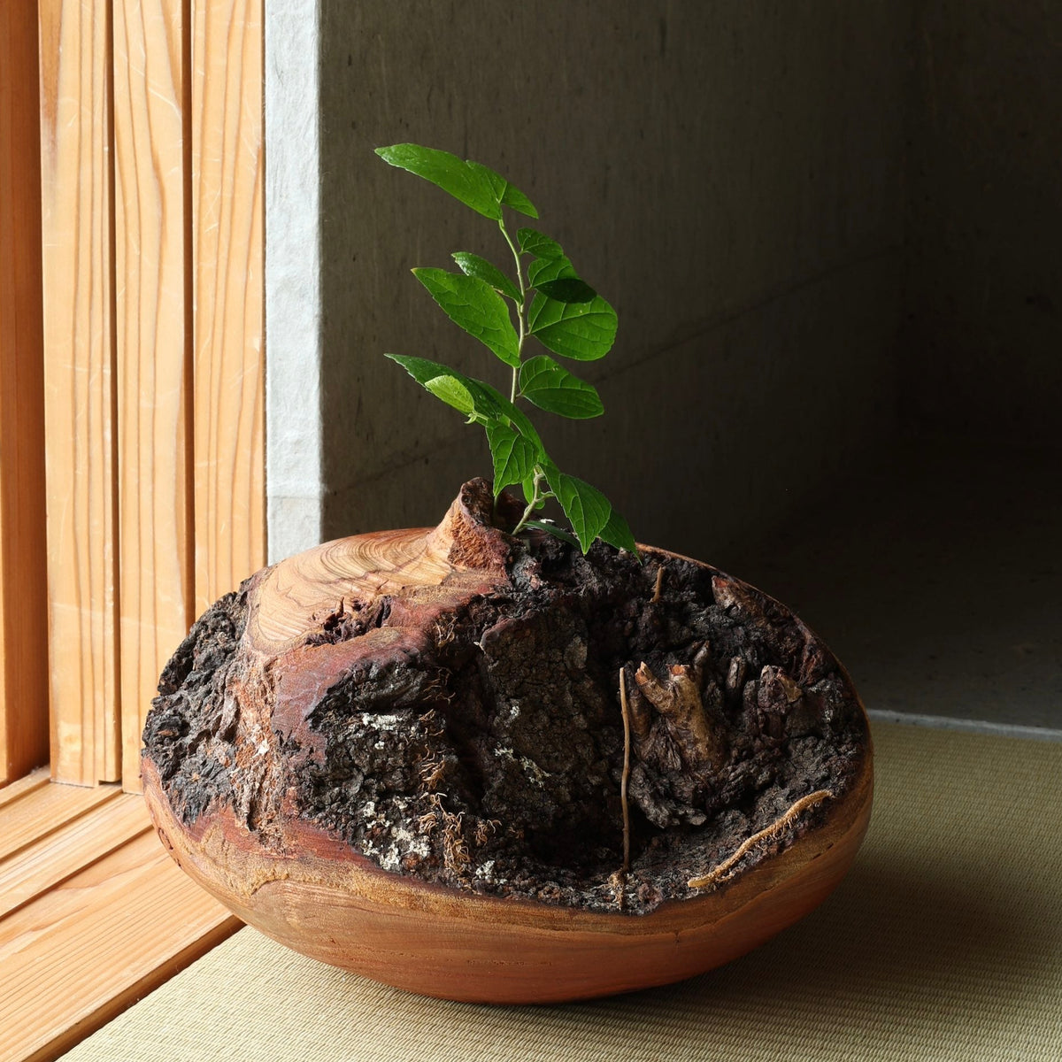 Sakura (Japanese cherry wood) sculptural vase by Masahito Ikeda