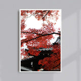 Kōyō à Shinnyo-dō, Kyoto : PHOTOGRAPHIE D'ART SIGNÉE, NUMÉROTÉE ET ENCADRÉE