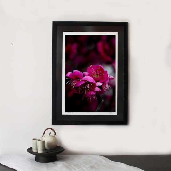 Ume, Kyoto : SIGNED, NUMBERED AND FRAMED FINE ART PHOTOGRAPHY