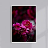 Ume, Kyoto : SIGNED, NUMBERED AND FRAMED FINE ART PHOTOGRAPHY
