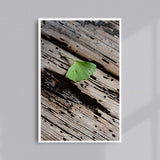 La Feuille de Ginkgo, Kyoto : SIGNED, NUMBERED AND FRAMED FINE ART PHOTOGRAPHY