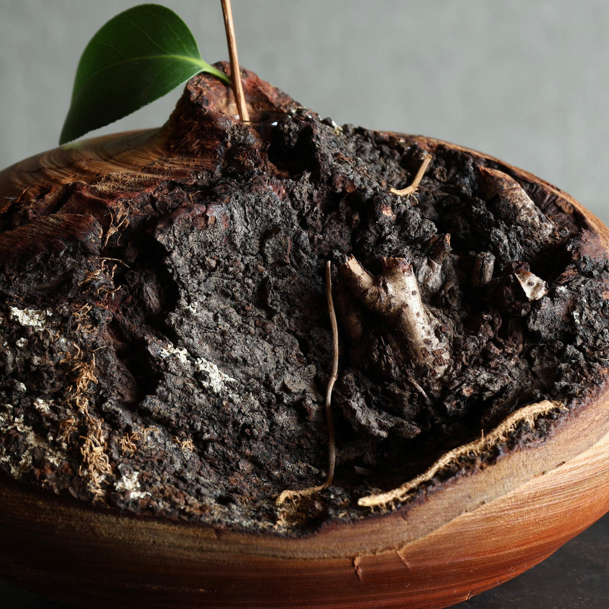 Sakura (Japanese cherry wood) sculptural vase by Masahito Ikeda